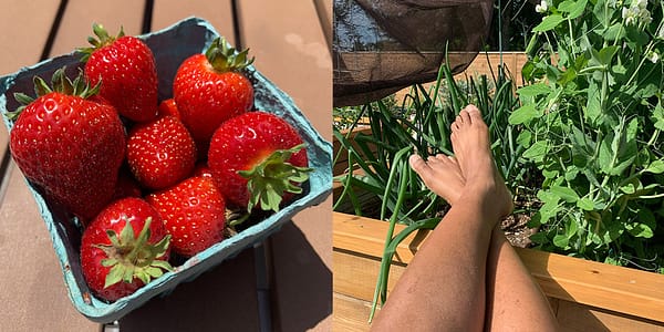 Fresh picked strawberries and putting my feet up in the yard